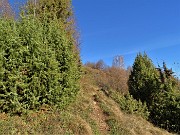 38 Rada vegetazione di prevalenti  piante di ginepro